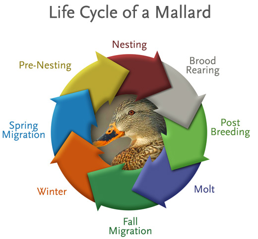 Mallard Duckling Age Chart