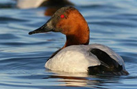 Understanding Waterfowl
