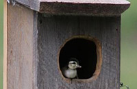 Wood duck boxes