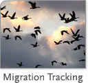 Migration Tracking