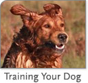 Training Your Dog