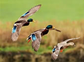 Waterfowl migration headquarters