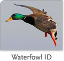 Waterfowl ID